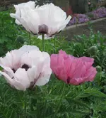 IMG_0395 2.webp