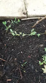 Krautphäuptel 2.webp