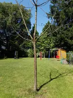 IMG_20170603_103646.webp