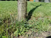IMG_20170603_103657.webp