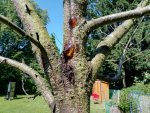 IMG_20170603_103704.jpg