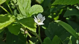 brombeerbluete_0003.webp