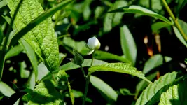 brombeerbluete_0002.webp