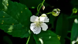 brombeerbluete_0001.webp