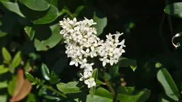 bluehender.strauch.1_0003.webp