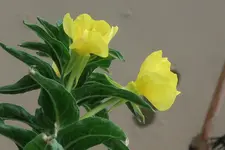 B58.webp