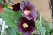 B61.webp