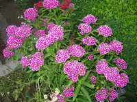 IMG_5513.webp
