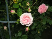 IMG_5517.webp