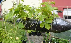 Walderbeere weiss.webp
