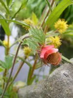 Bachnelkenwurz.webp