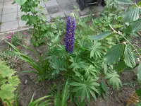 P1000980.webp