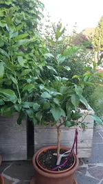 2017-06-03 19.32.45.webp