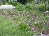 P1020446.webp