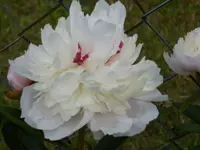 P1020450.webp