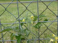 P1020451.webp