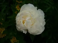 DSCI0262.webp