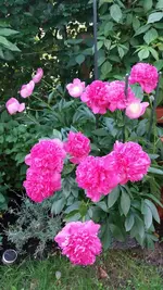 08_20170603_200908_resized.webp