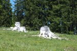 DSCF8993.JPG