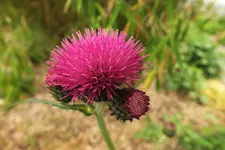 DSCF9017 (2).webp