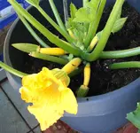 zucchini 4444.webp