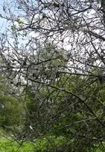 SAM_8091.webp