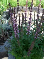 P1000751.webp