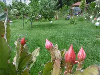 P1000991.webp