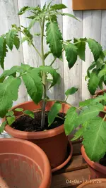 IMG_20170604_122604.webp