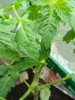 IMG_20170604_134737.webp