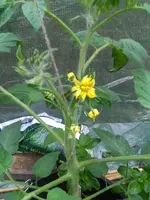 IMG_20170604_134913.webp