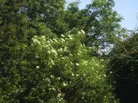 BILD6787.webp