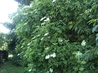 BILD6809.webp