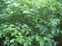 BILD6819.webp