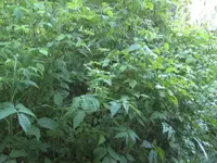 BILD6820.webp