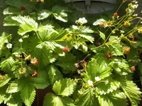 BILD6834.webp
