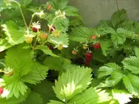 BILD6835.webp