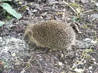 Igel2.webp