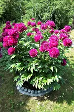 100_4088.JPG