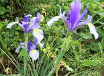 100_4102.webp
