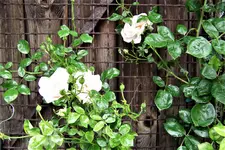 100_4106.webp