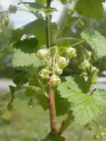 P6030405.webp P6030405.webp