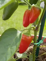 P6030407.webp P6030407.webp