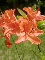 P6030418.webp P6030418.webp