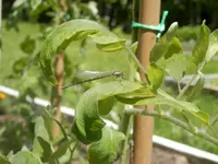 P6030422.webp P6030422.webp