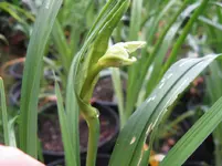 watchyl lavender_1067x800.webp