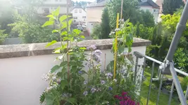 20170603_085649.webp