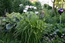 Morgensternsegge0207.webp