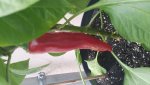 20170604_171122.jpg