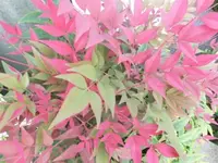 Bilda099.webp